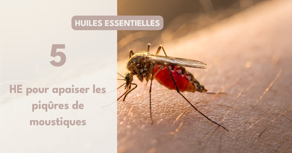 Vous vous etes fait devorer par les moustiques 1 917752941166262 - Accueil - Beg Meil Fouesnant Vous vous etes fait devorer par les moustiques 1 917752941166262 - Accueil - Beg Meil Fouesnant